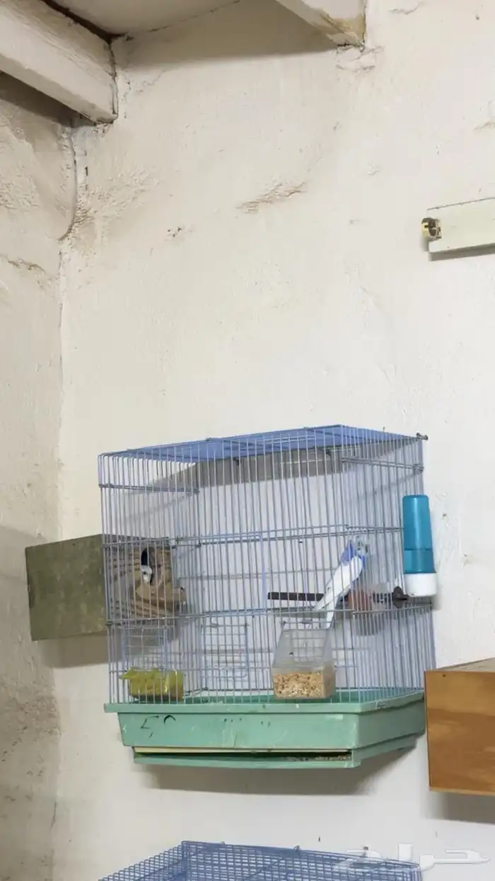 اجواز بادجي مع فروخها 6