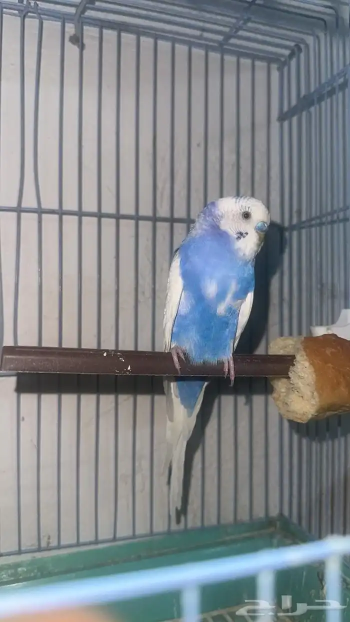 اجواز بادجي مع فروخها 2