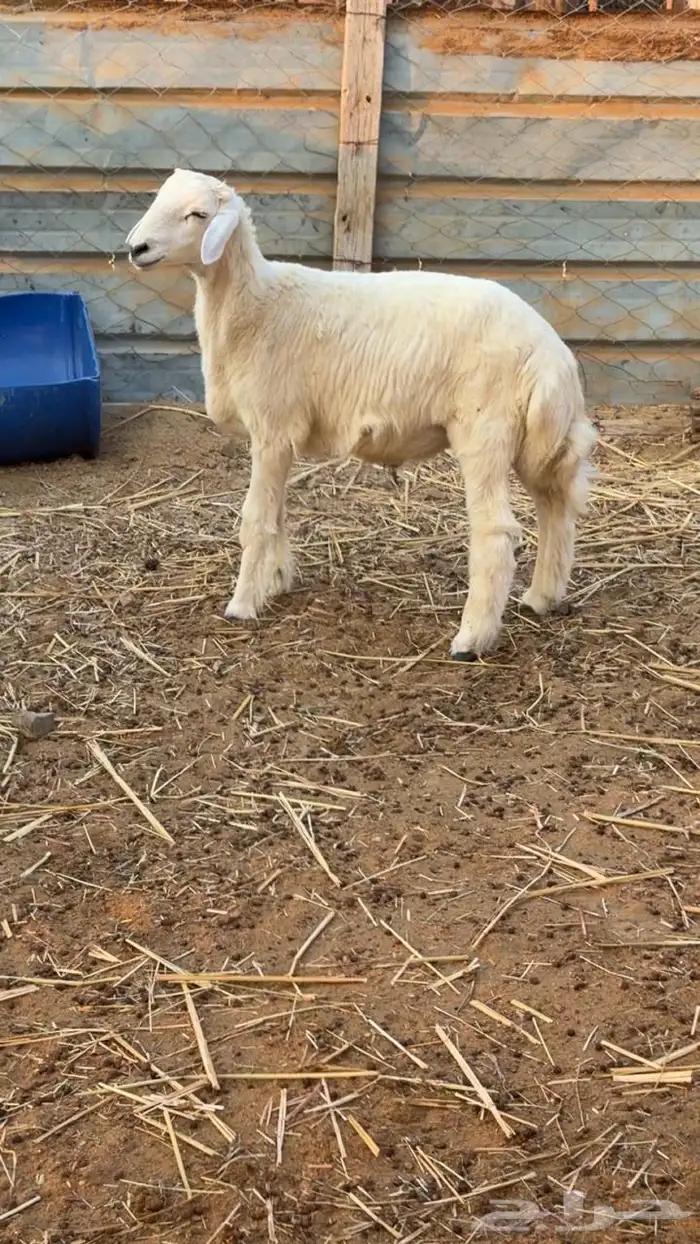 طلي حري العمر 5 شهور 1