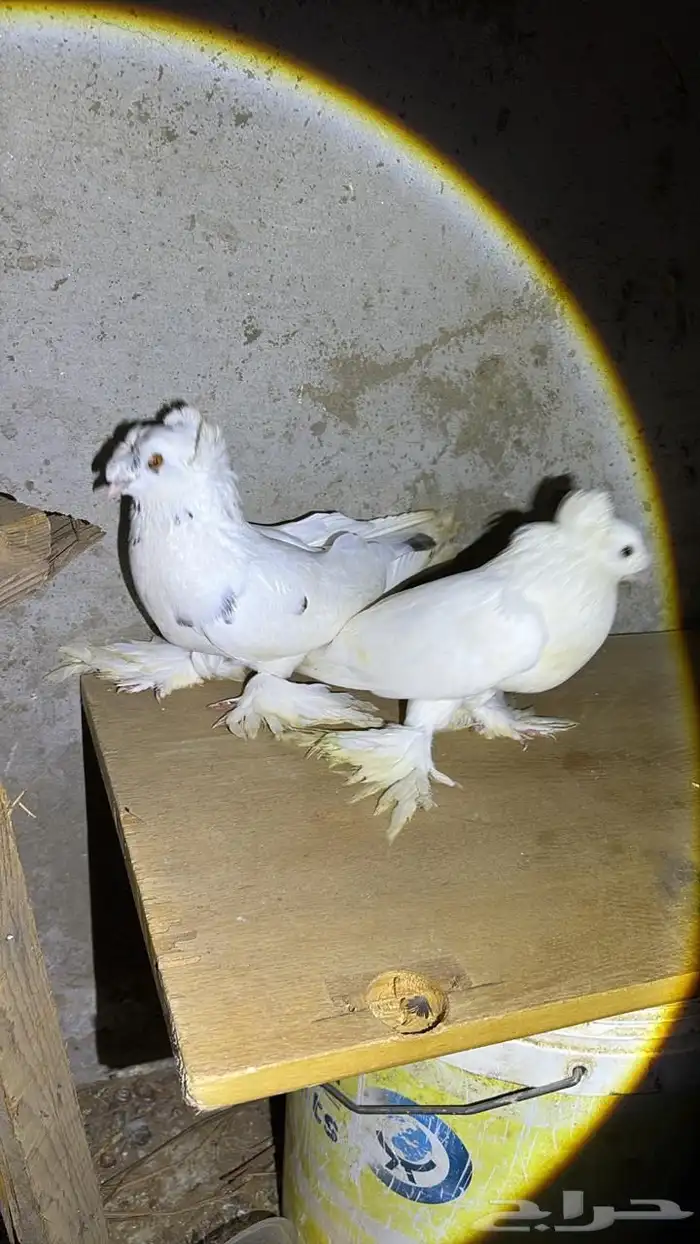 حمام تركي ماشاءالله 0