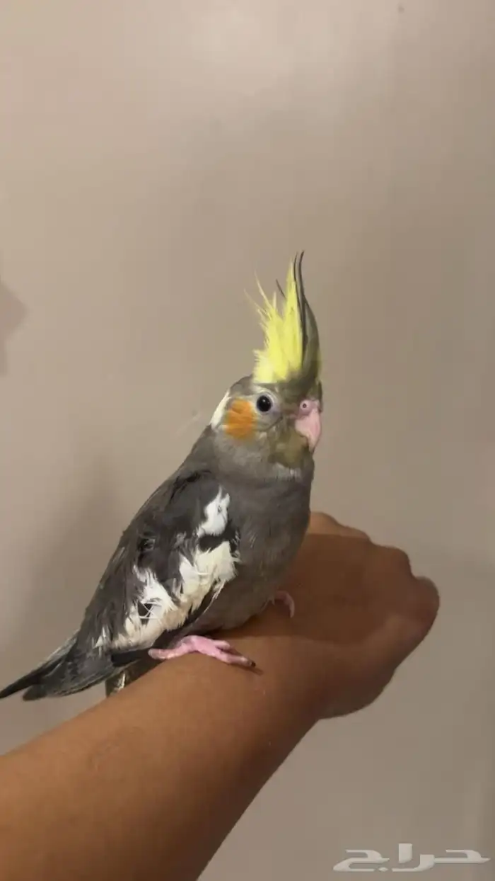 فروخ كروان 1