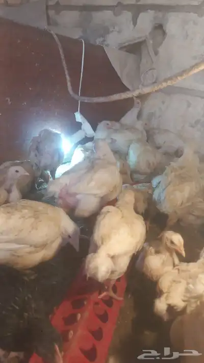 دجاج لاحم الوزن 1 كيلو واكثر index