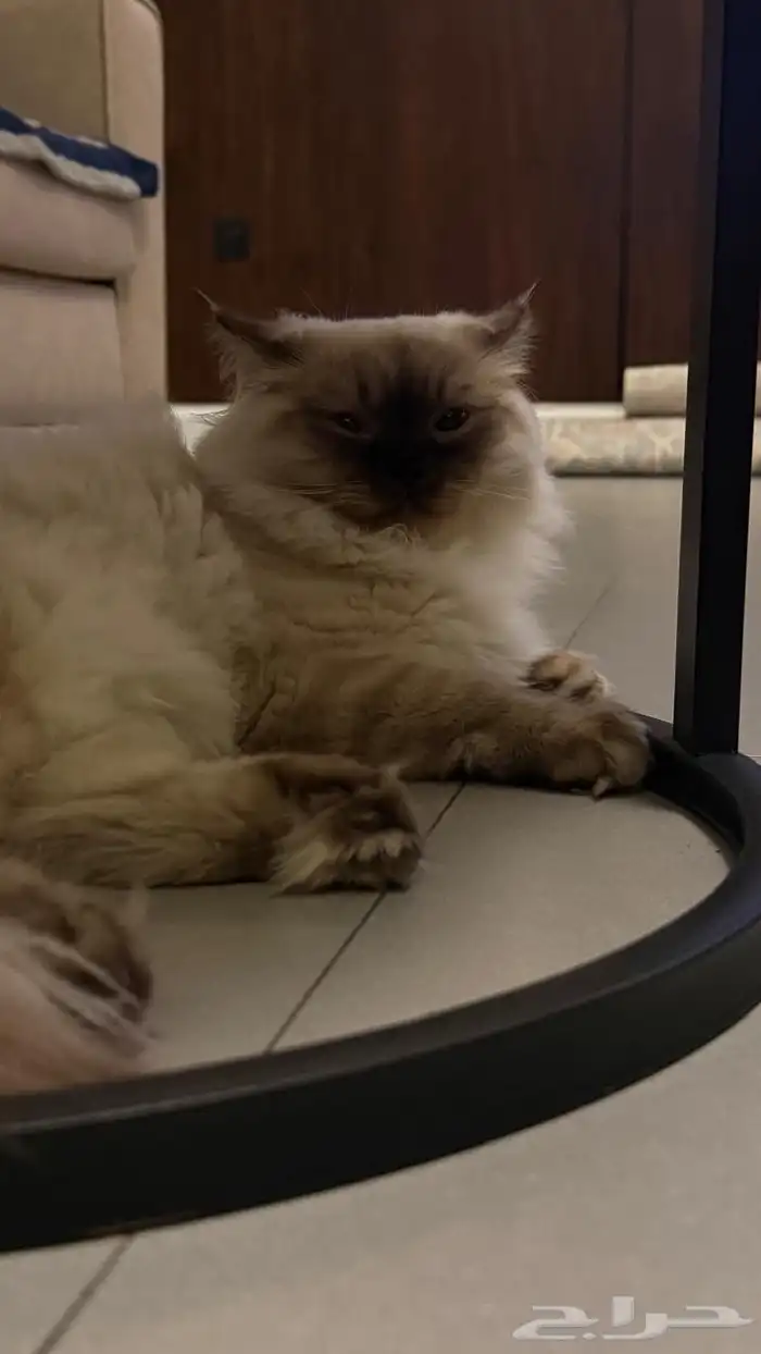 جوز قطط لتبني عماره 5شهور قطط بيت نظيفه اخوان من ام هملايا 3