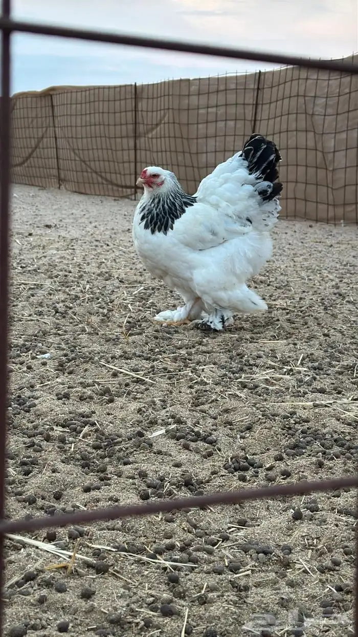 دجاج براهما سلالة كونك بياض 11