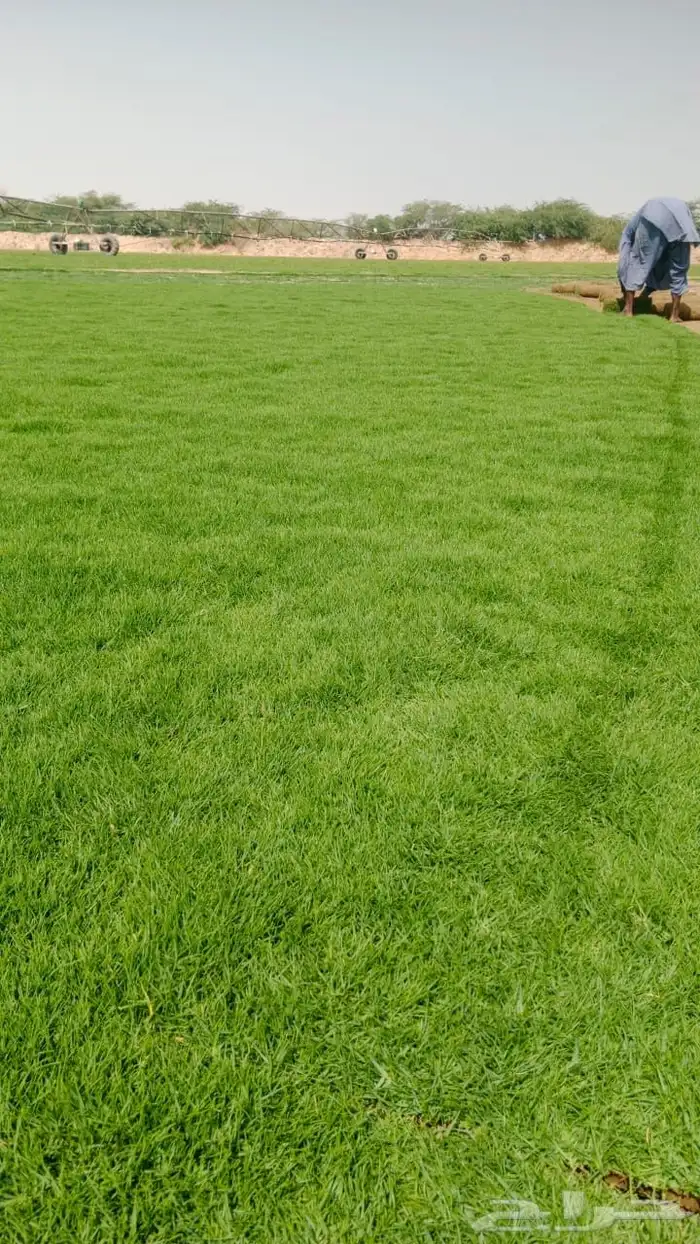 ثيل طبيعي درجه اولى مشروط مضمون 14