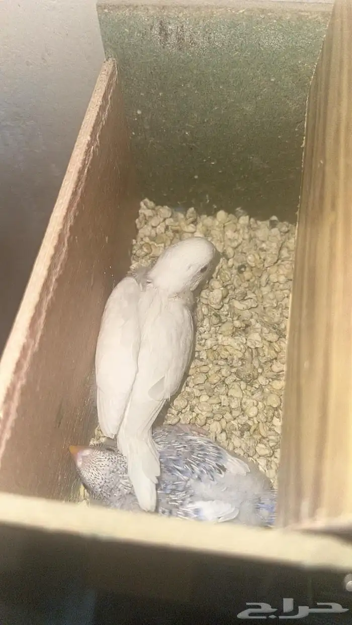 اجواز بادجي مع فروخها 1