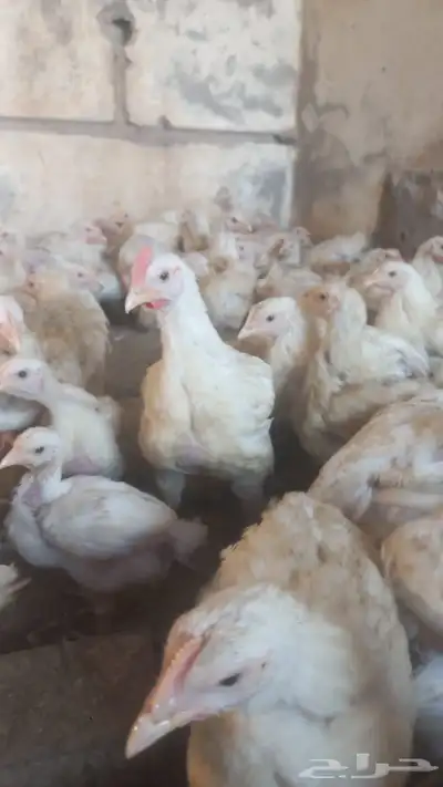 دجاج لاحم الوزن 1 كيلو واكثر index