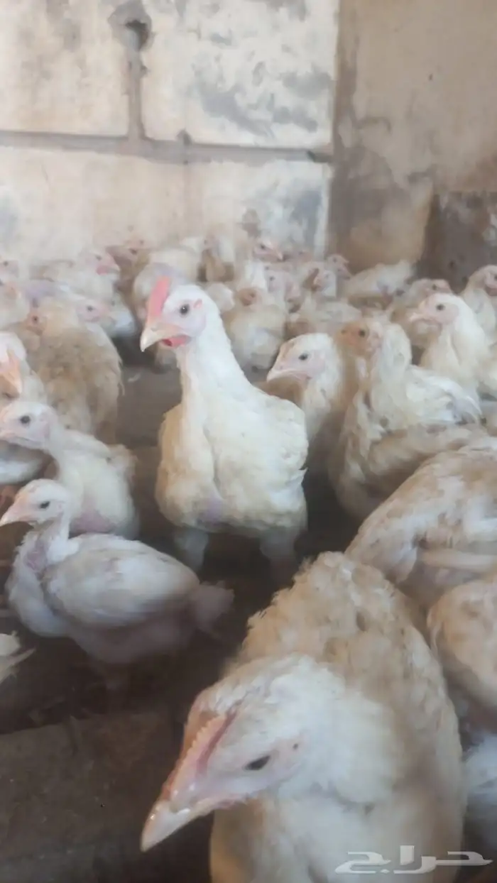 دجاج لاحم الوزن 1 كيلو واكثر 1