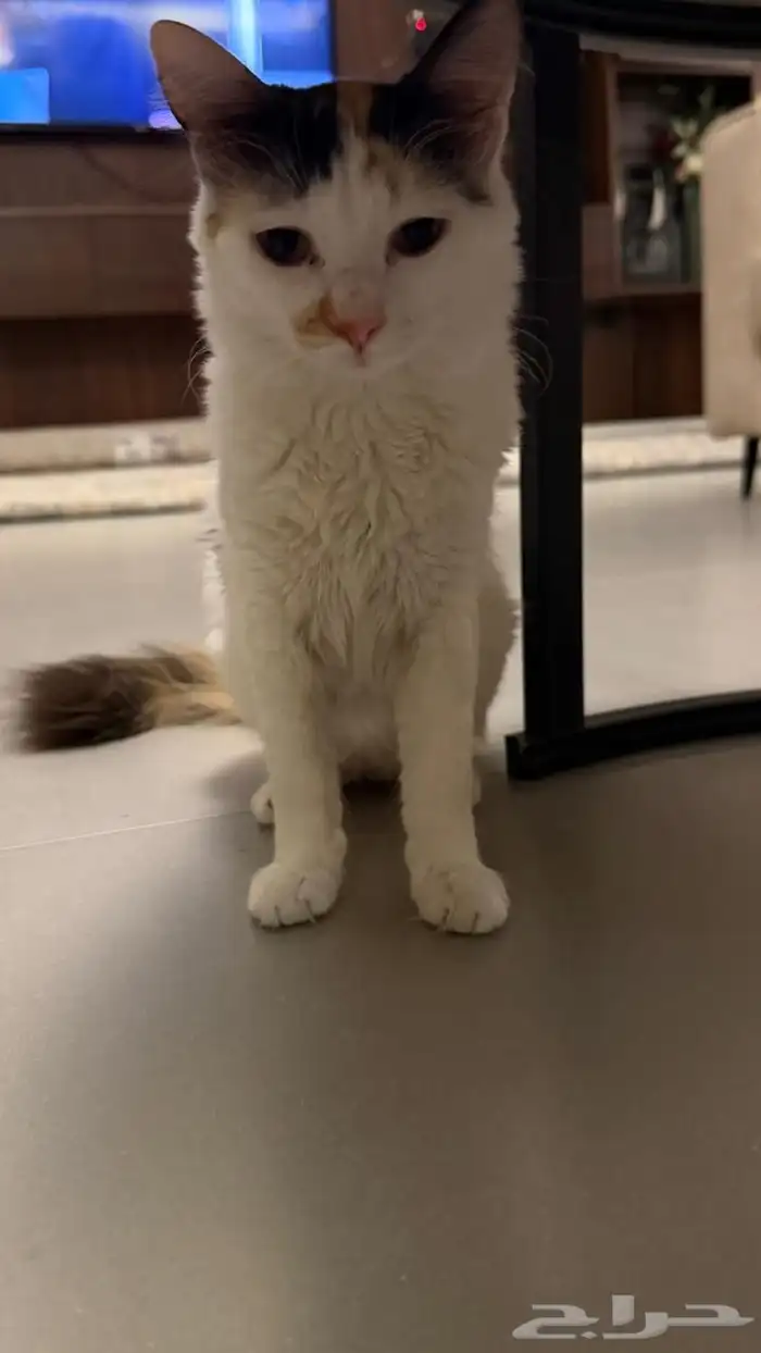 جوز قطط لتبني عماره 5شهور قطط بيت نظيفه اخوان من ام هملايا 4