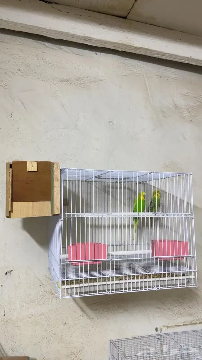 اجواز بادجي مع فروخها 4