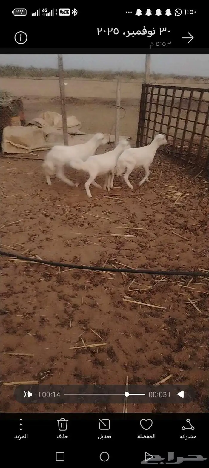 فران العدد 8 1