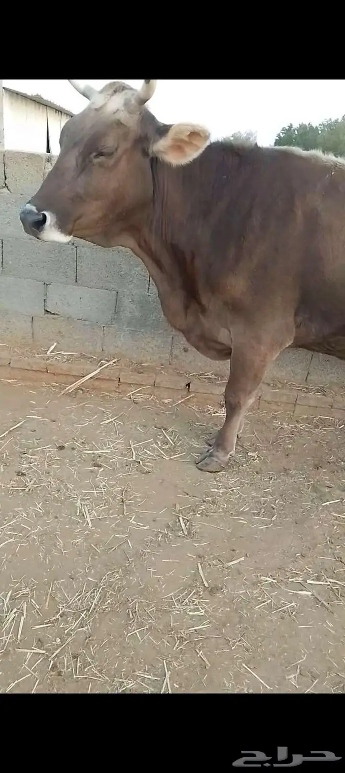 بقره للبيع 0