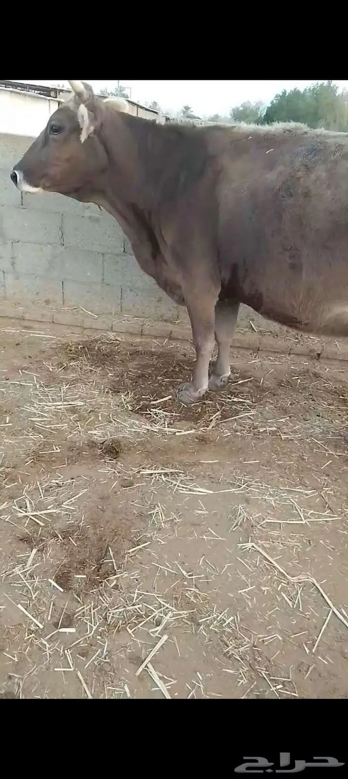 بقره للبيع 2