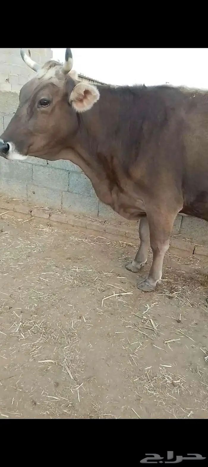 بقره للبيع 1