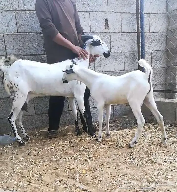 عنز بيشية وتيس 1