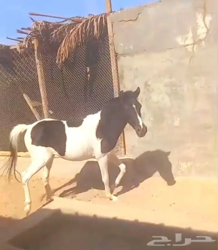 مهره بونيه للتعليم ولاهل المدارس والاستراحات لاعلي سوم 0