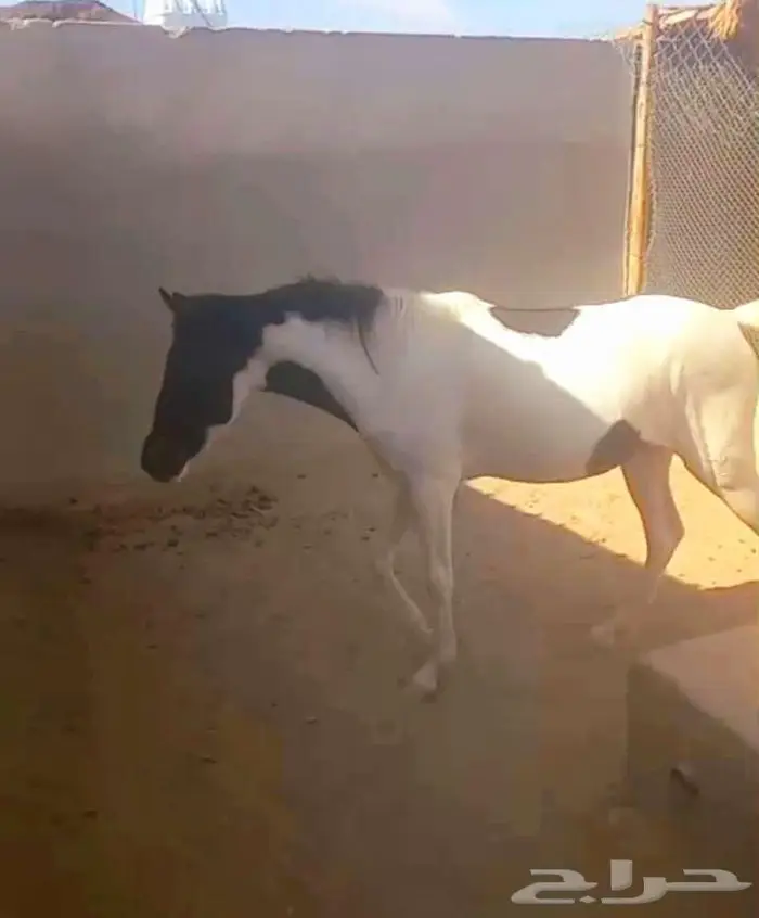 مهره بونيه للتعليم ولاهل المدارس والاستراحات لاعلي سوم 6