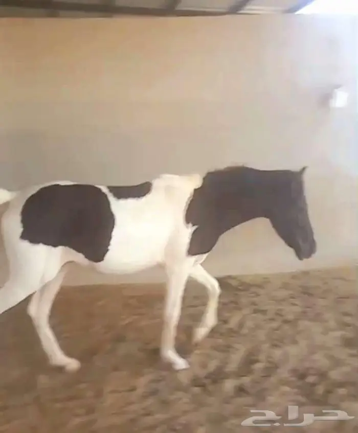 مهره بونيه للتعليم ولاهل المدارس والاستراحات لاعلي سوم 1