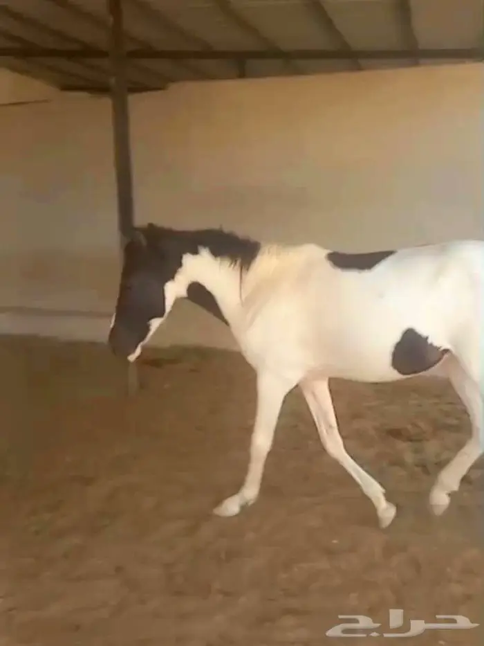 مهره بونيه للتعليم ولاهل المدارس والاستراحات لاعلي سوم 5