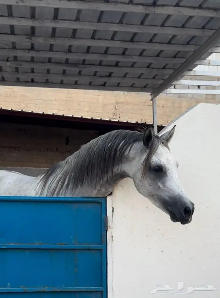 مربط عاديات الدرب للخيل العربيه الأصيله 0