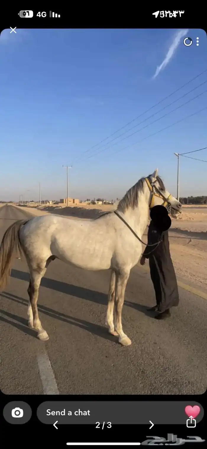 خيل شعبي للبيع 2