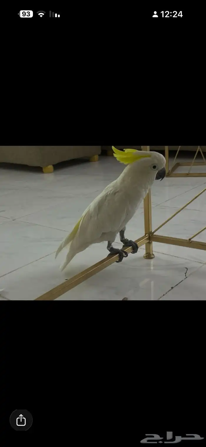 ببغاء كوكاتو الموقع الخرج 1