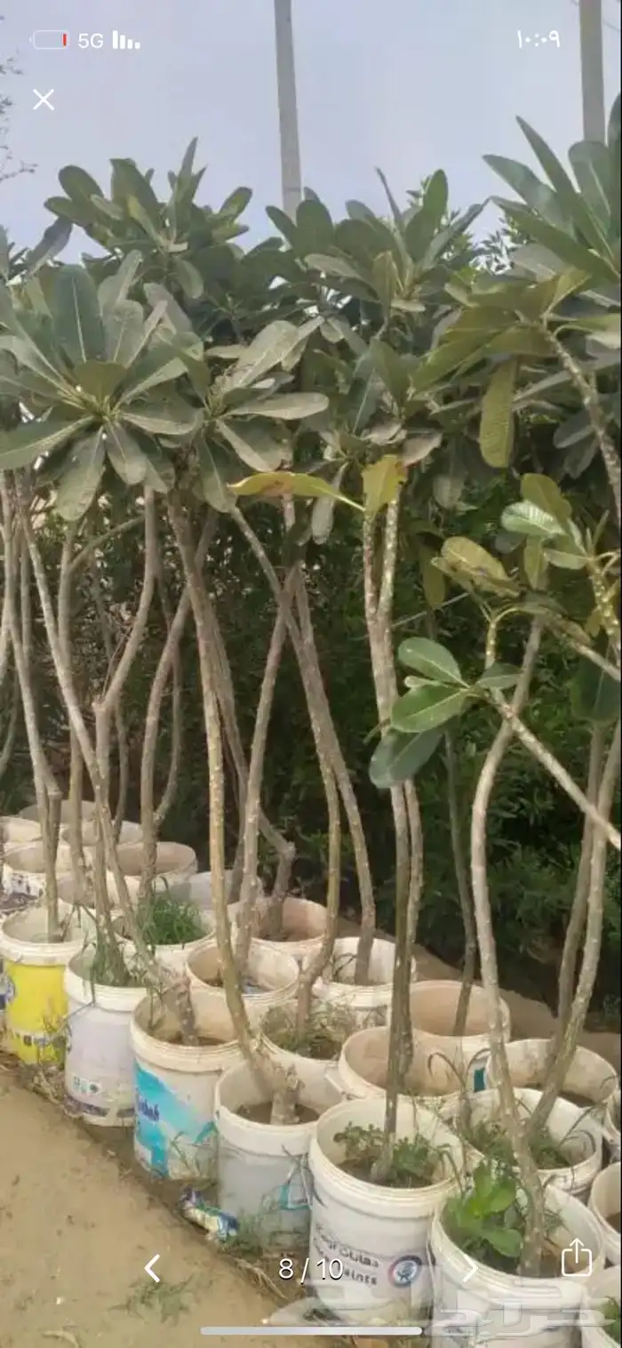 شتلات واشجار 7