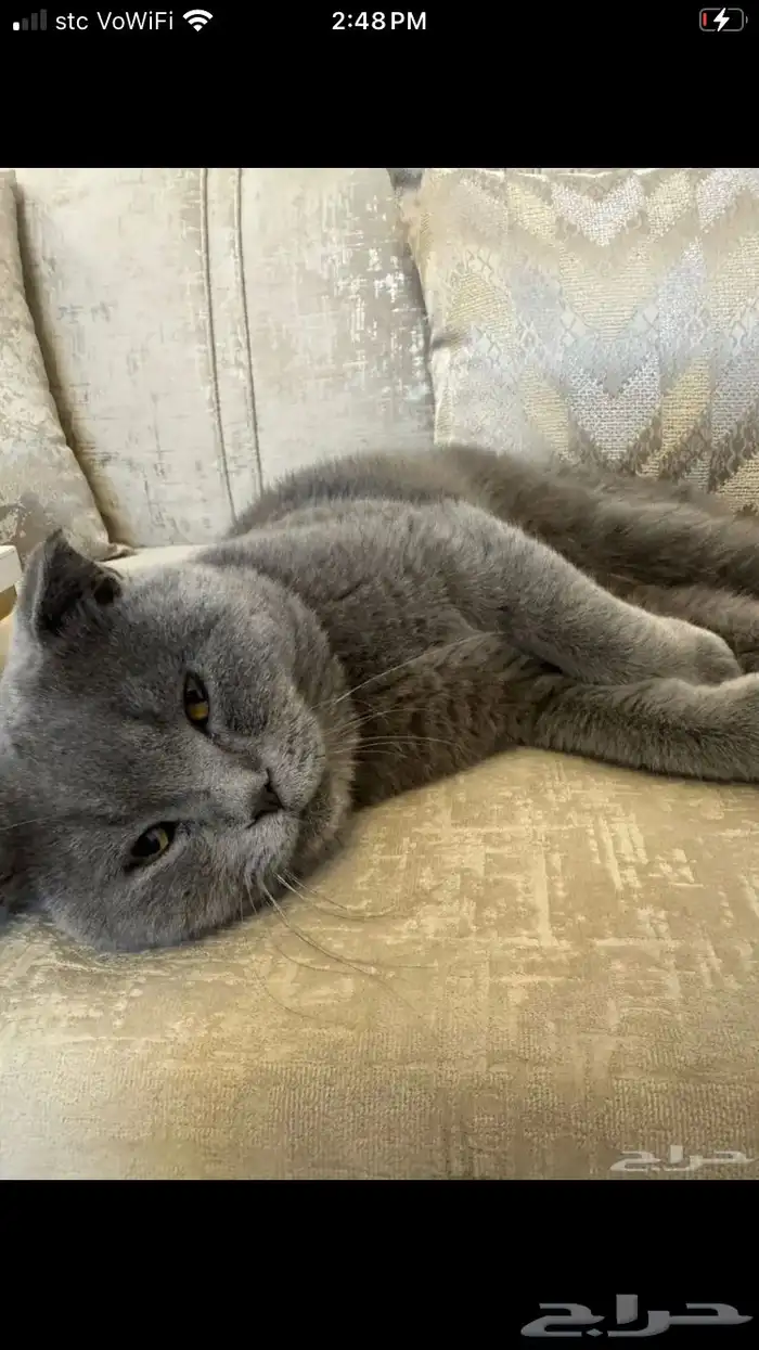 قط سكوتش ذكر للتبني 1