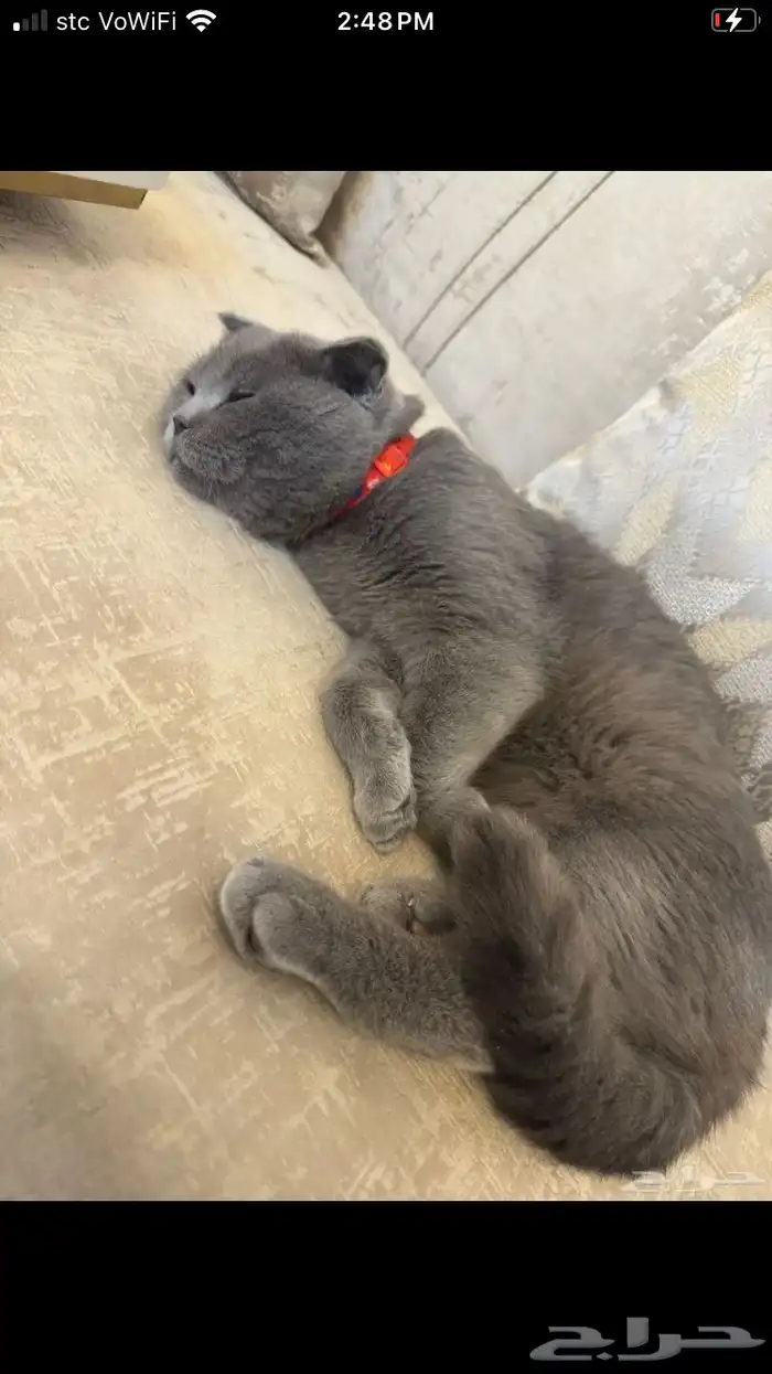 قط سكوتش ذكر للتبني 4