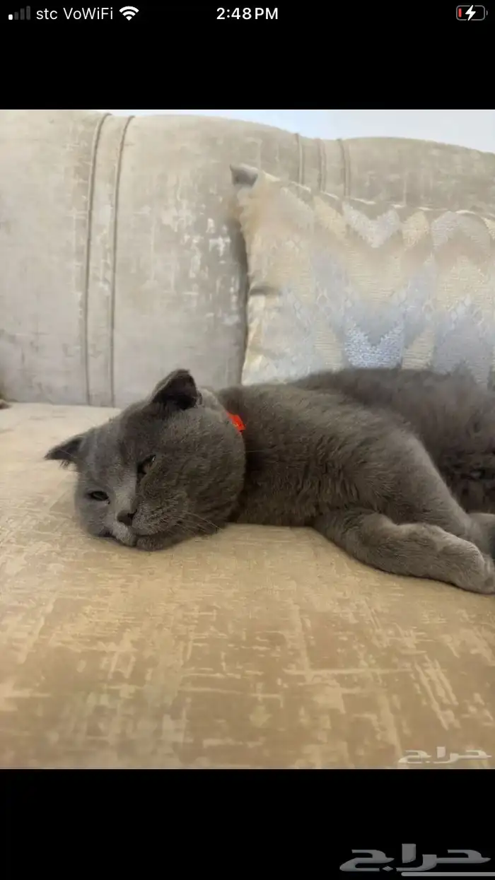 قط سكوتش ذكر للتبني 2