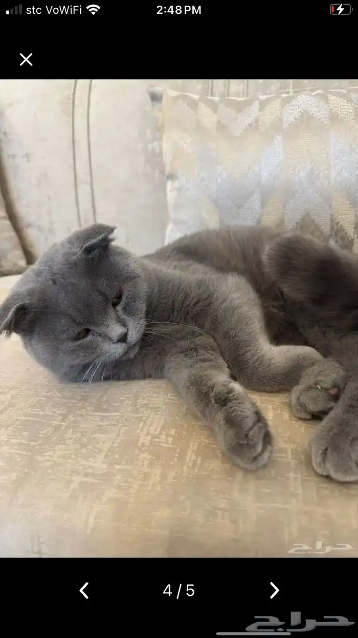 قط سكوتش ذكر للتبني 3