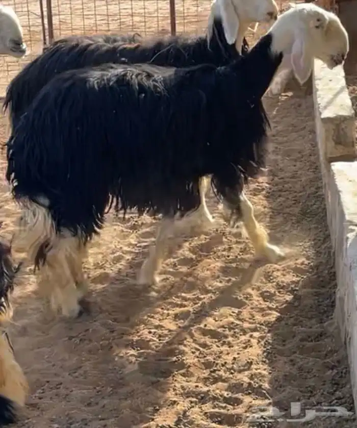 ذابيح اللببع رخلين وطلي سمان 2