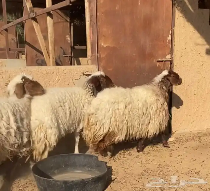 نعيم دفيع حصيب جروم فاخره 0