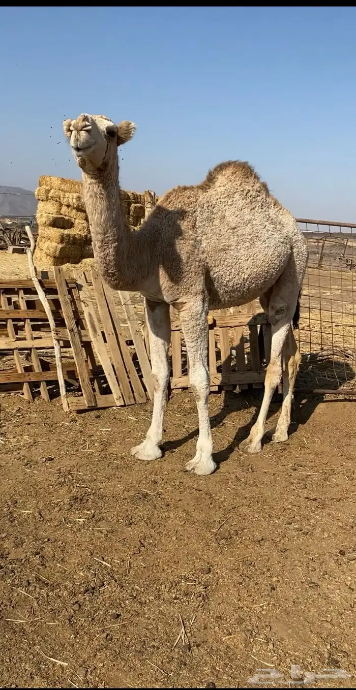 بكره للبيع 0