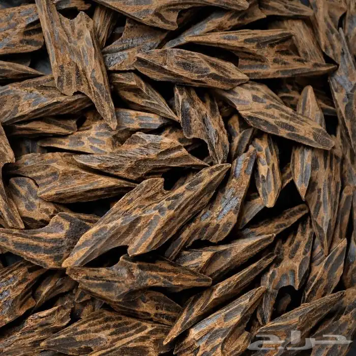 مزاد على عود تايقر يبدا من ريال 0