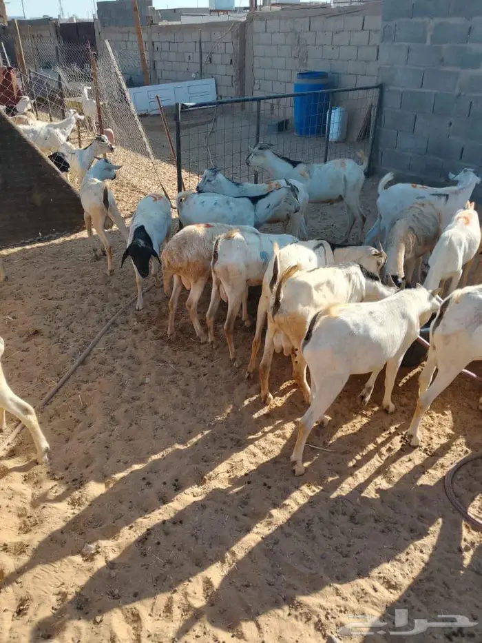 برابر وتيوس نخب وزن جملة وتوزيع لحم طازج بافضل سعر 10