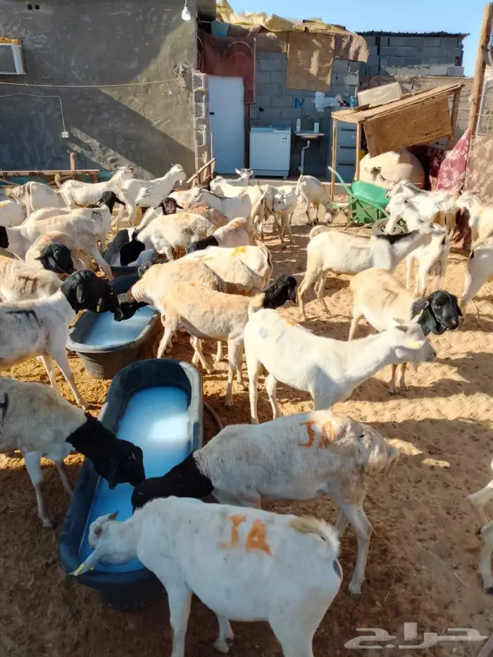 برابر وتيوس نخب وزن جملة وتوزيع لحم طازج بافضل سعر 7