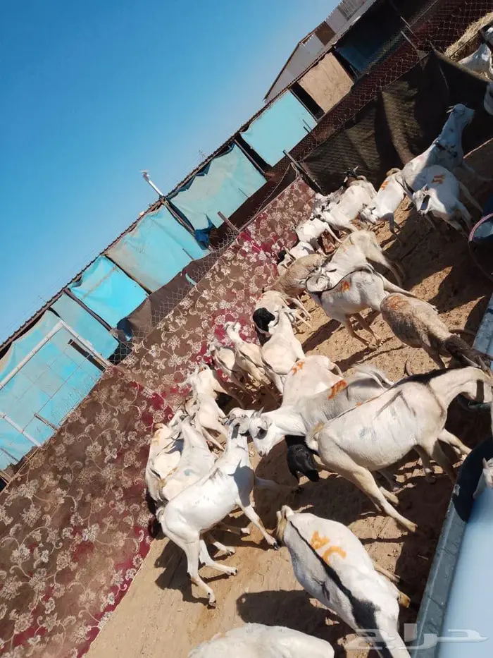 برابر وتيوس نخب وزن جملة وتوزيع لحم طازج بافضل سعر 2