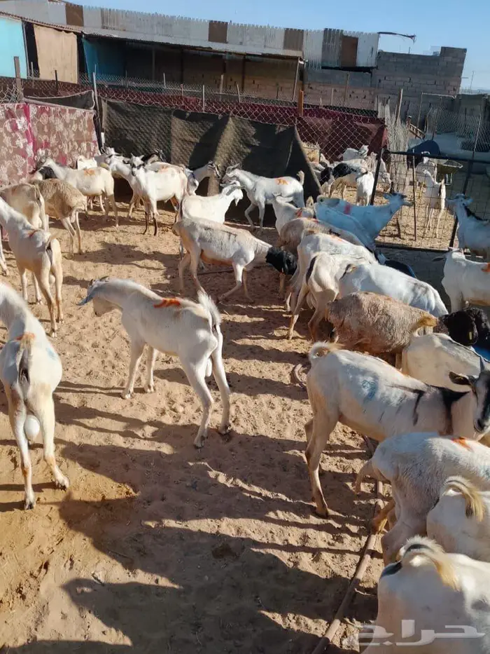 برابر وتيوس نخب وزن جملة وتوزيع لحم طازج بافضل سعر 4