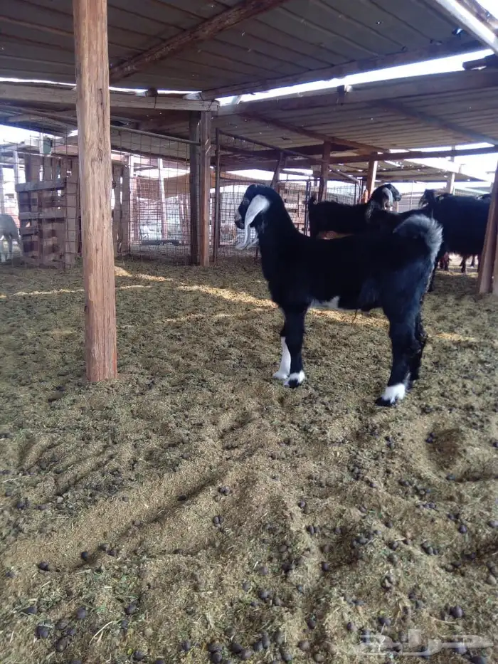 تيس عارضي للبيع 0