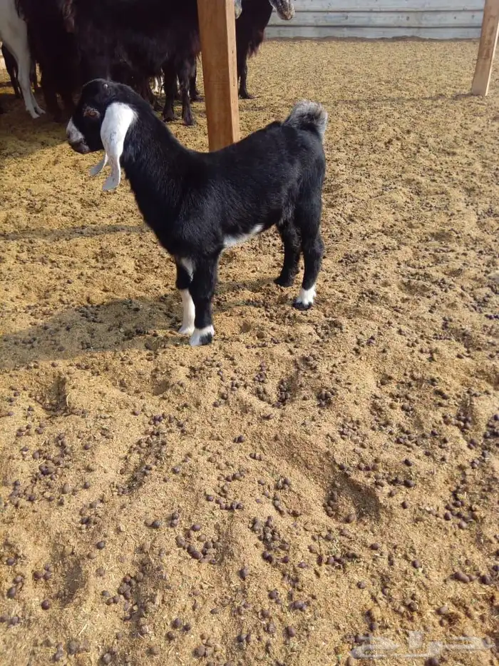 تيس عارضي للبيع 1