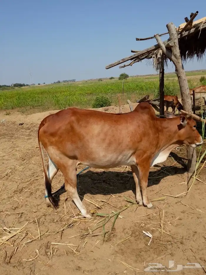 ثنتين بقر للبيع دفيع 4