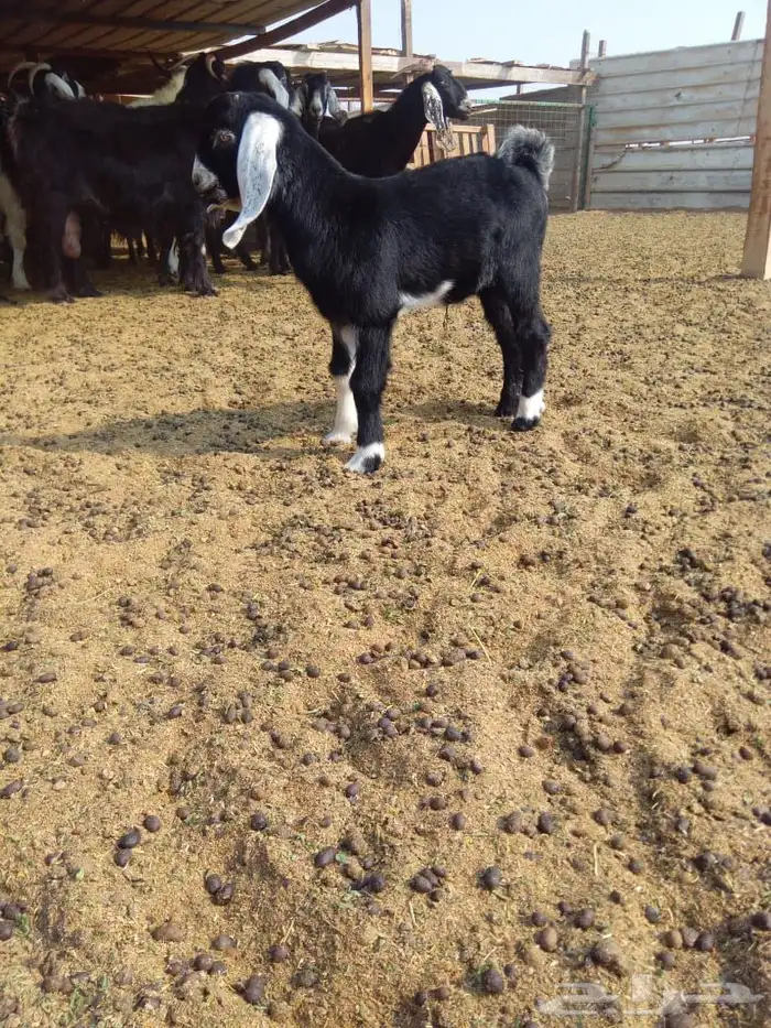 تيس عارضي للبيع 2