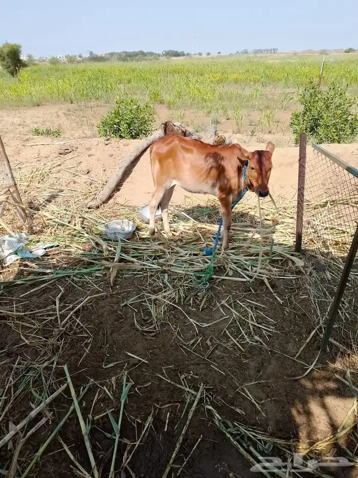 ثنتين بقر للبيع دفيع 5