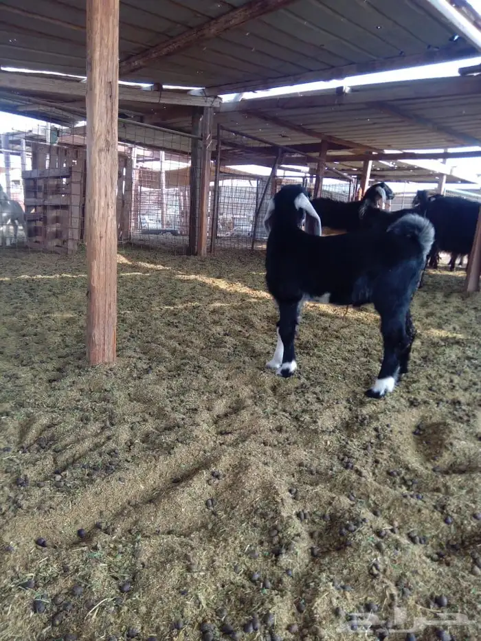 تيس عارضي للبيع 3