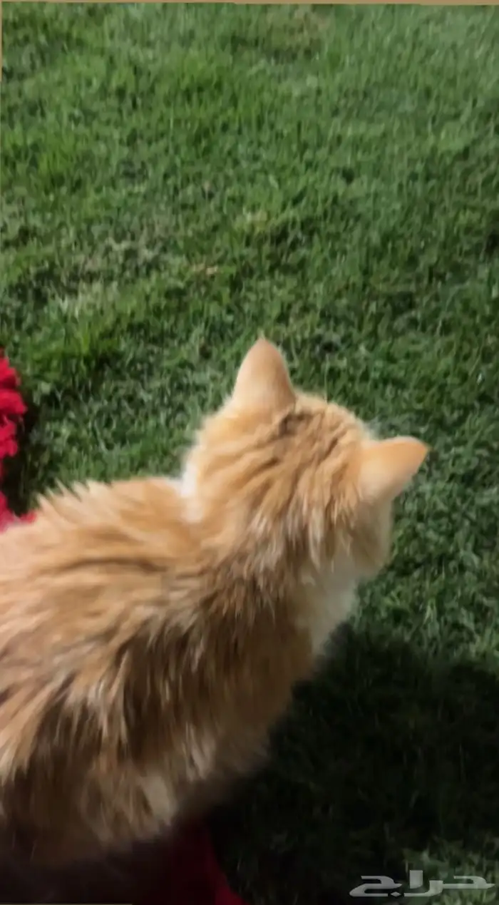 قطة للتبني 3