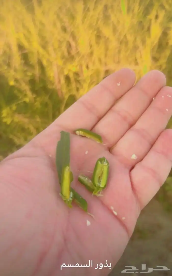 زيت سمسم بلدي 100  شرط ومضمون من مزارعنا في وادي جيزان 2