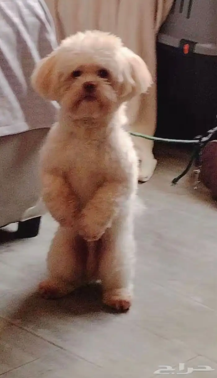 كلب للبيع 0