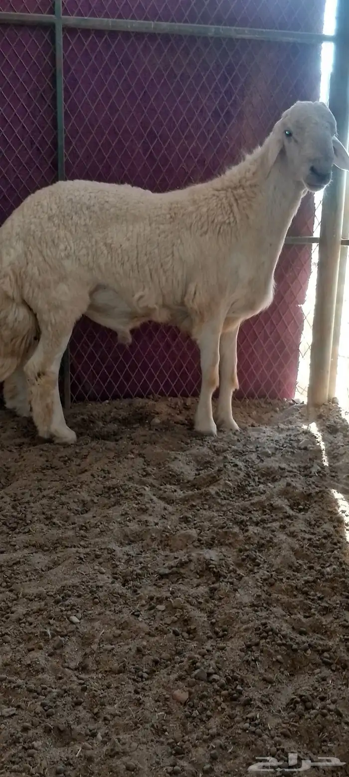 مشروع فحل فاخر 1