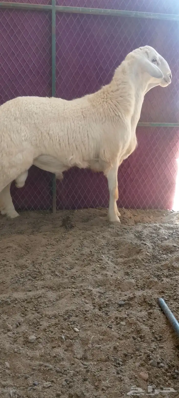 مشروع فحل فاخر 3